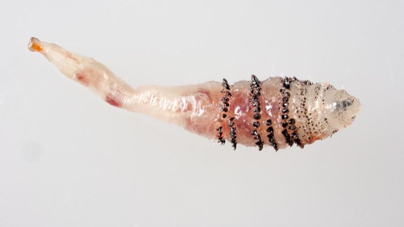 botfly larvae