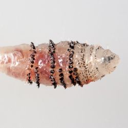botfly larvae