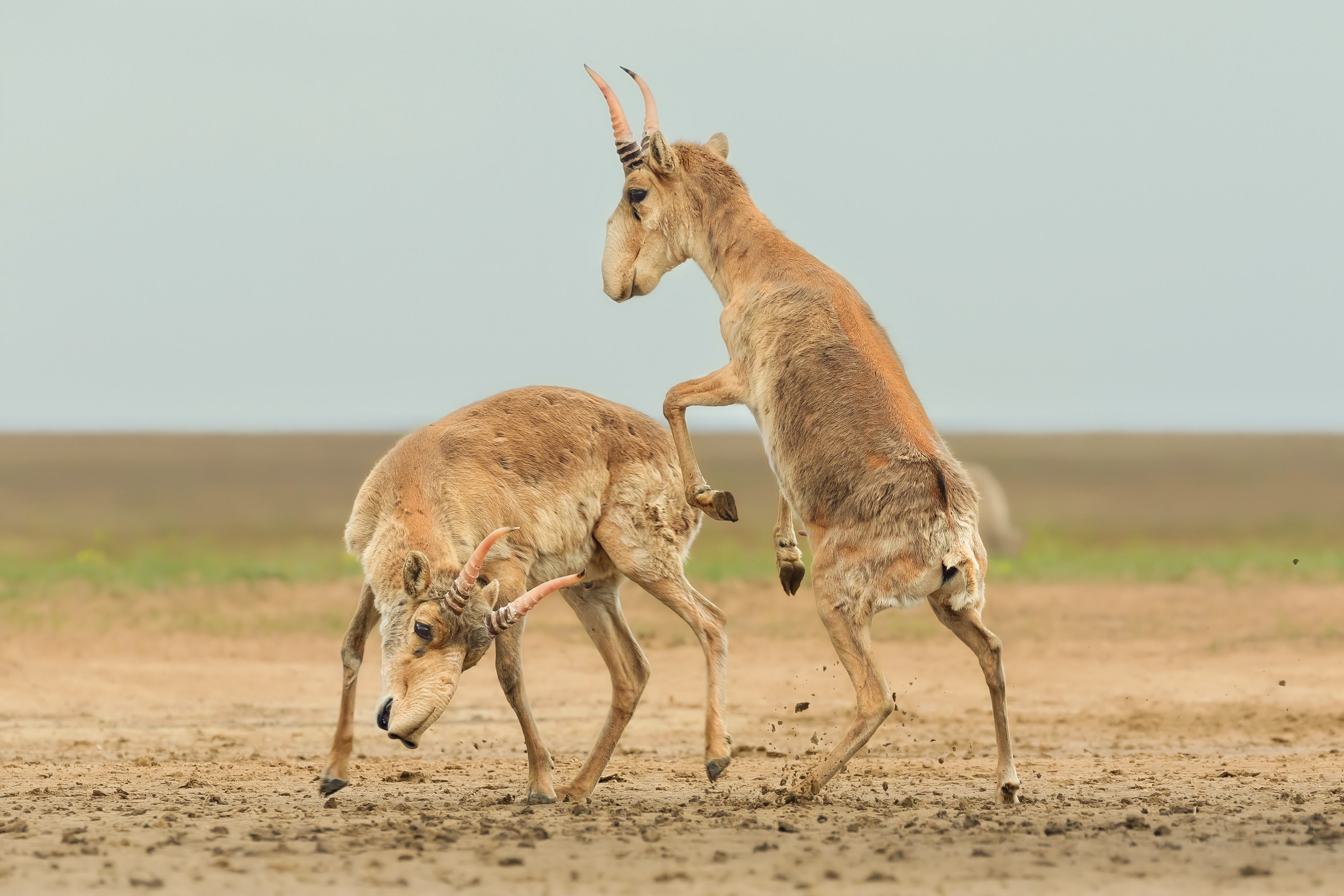 Two saiga antelope males fight with one rearing up on its hind legs Two saiga antelope males fight with one rearing up on its hind legs