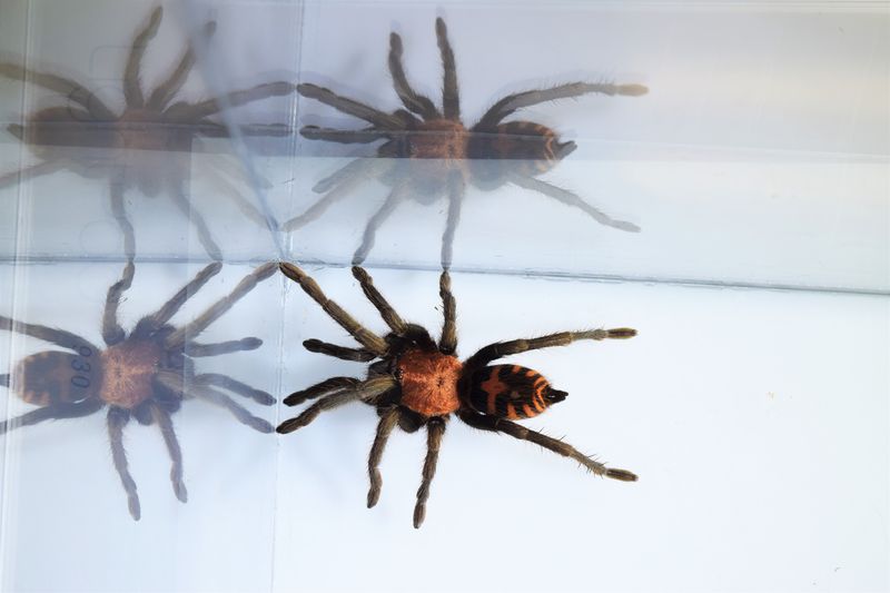 Big tarantula in a clear box with its own reflection