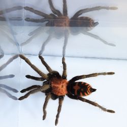Big tarantula in a clear box with its own reflection