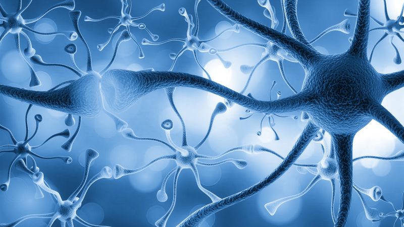 Neurons