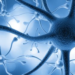 Neurons