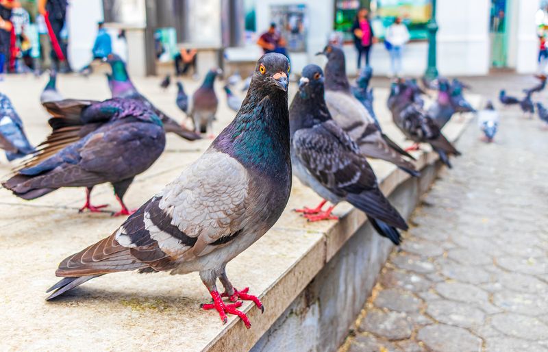 Group of pigeons city birds in the city plaza