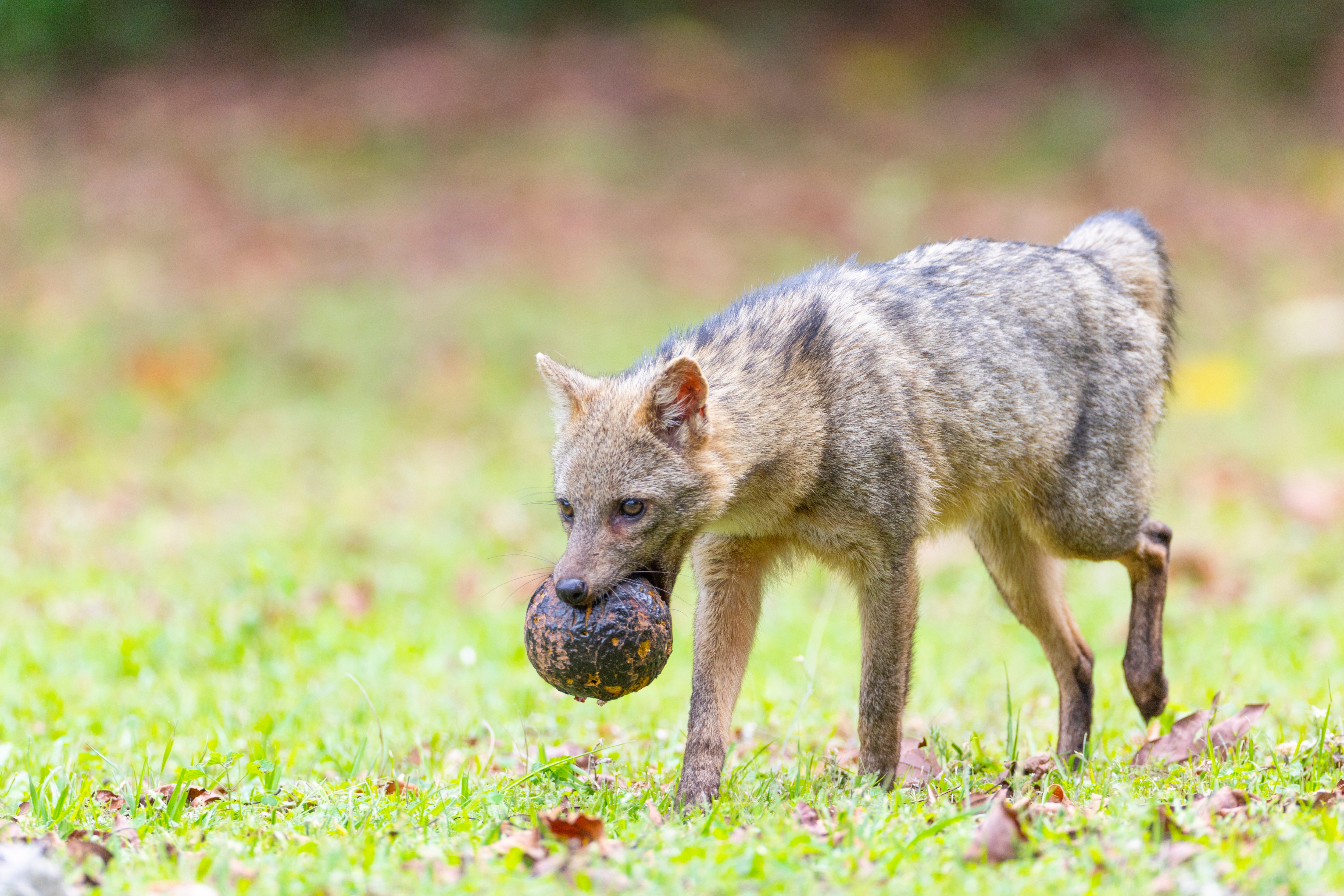 Crab-eating fox carrying fruit in its mouth, walking across a grassy area Crab-eating fox carrying fruit in its mouth, walking across a grassy area
