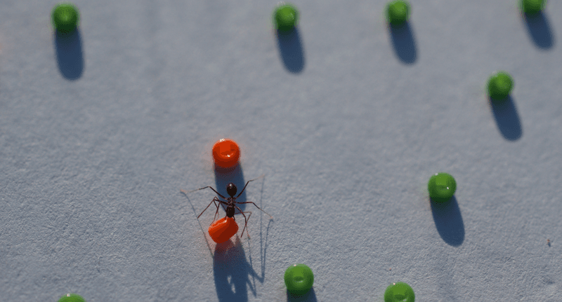 Individual ants can remove obstacles for their nestmates, even without knowing themselves why they are doing it.