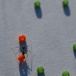 Individual ants can remove obstacles for their nestmates, even without knowing themselves why they are doing it.