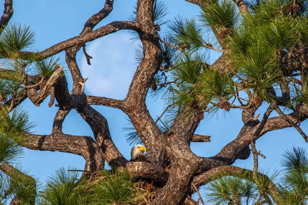 A bald eagle in a nest in a pine tree A bald eagle in a nest in a pine tree