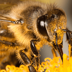 A bee on a flower.