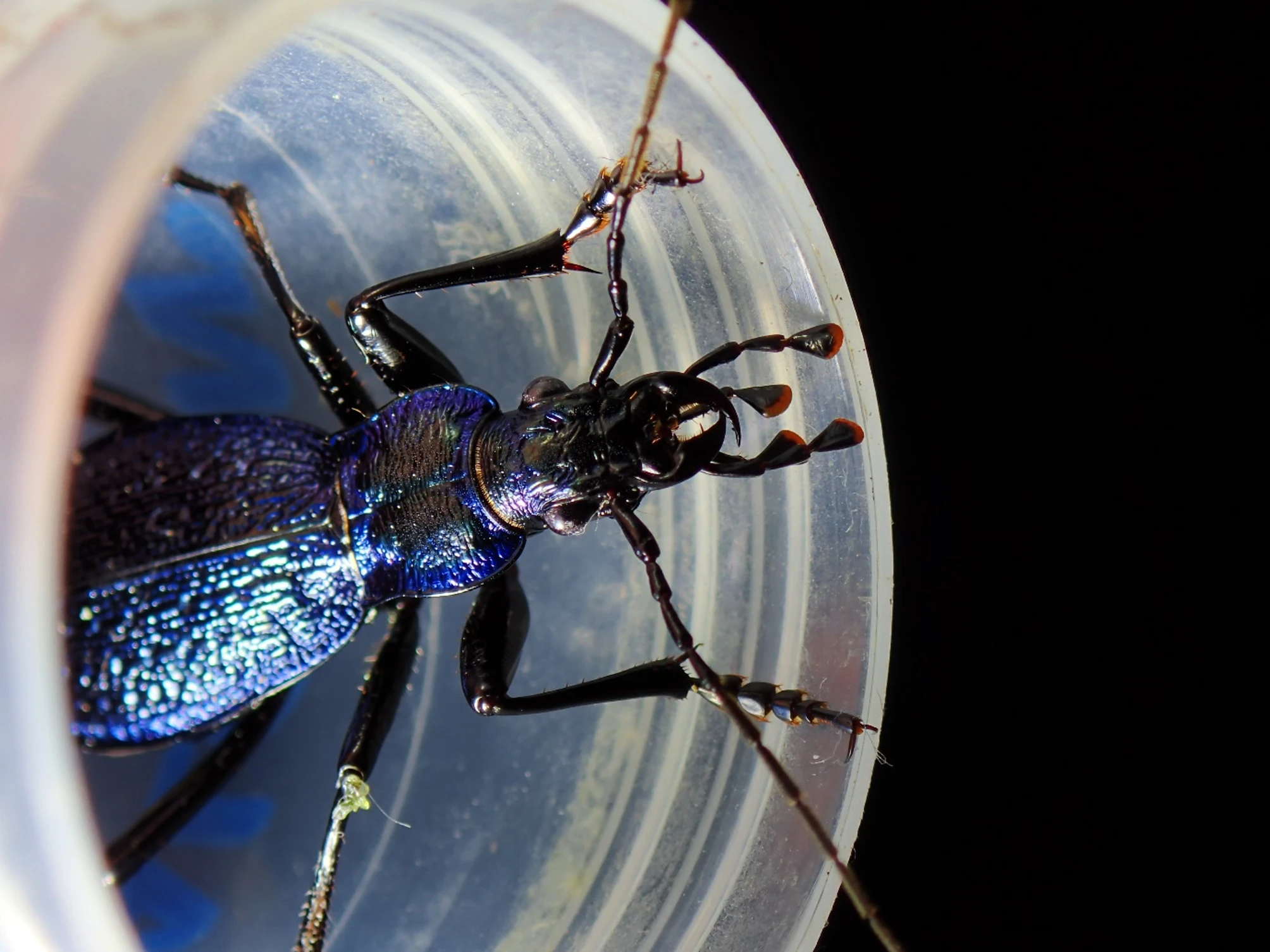 A very close up photo of a shiny black and blue beetle inside a white pot. A very close up photo of a shiny black and blue beetle inside a white pot.