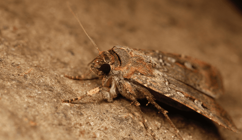 close up photograph of a Bogong moth