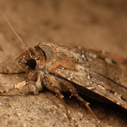 close up photograph of a Bogong moth