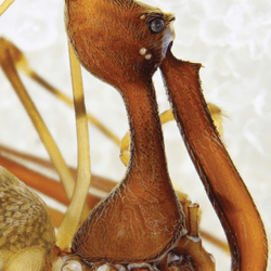 New species of pelican spider showing the unusual head and "neck"