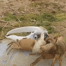 a waving robot fiddler crab getting dismantled by a real fiddler crab