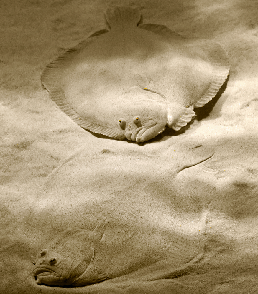 turbot eyes turbot eyes