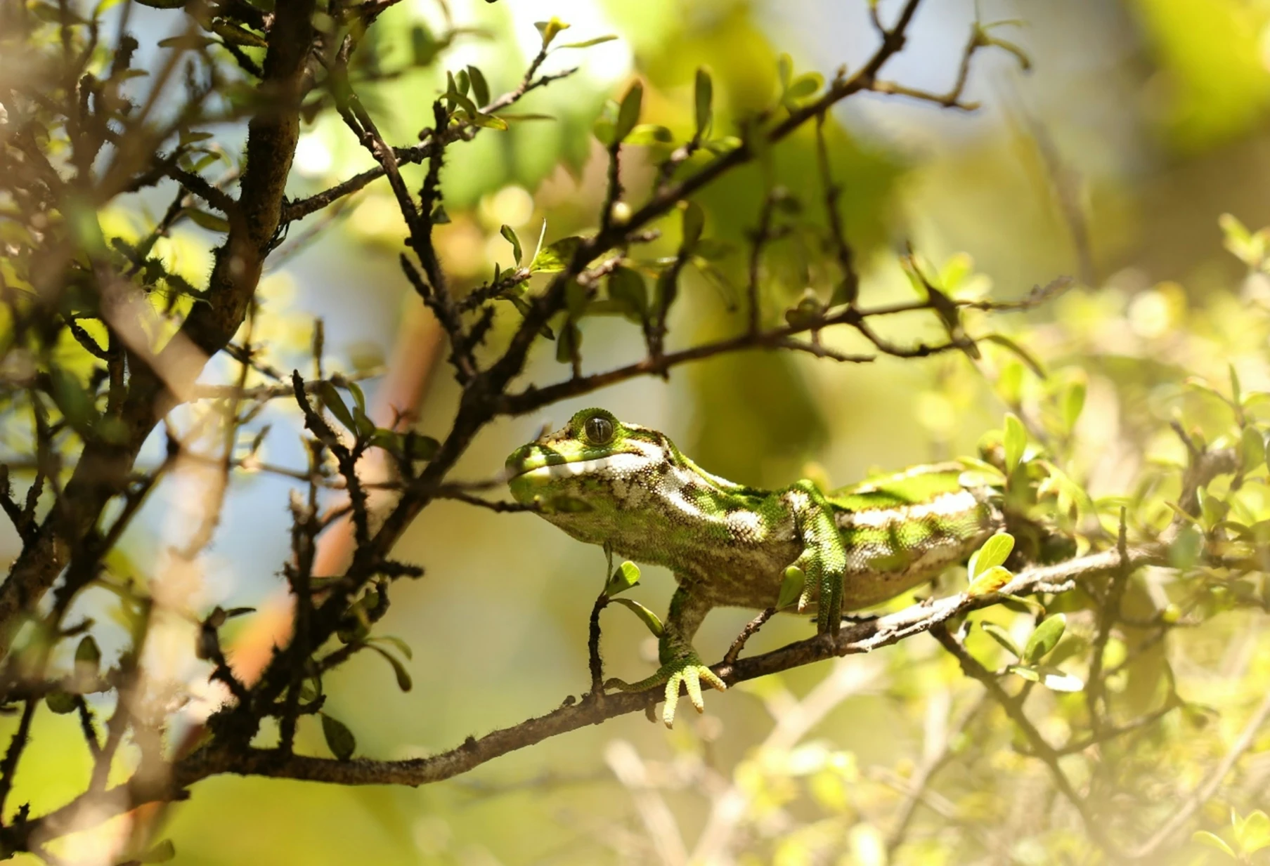 A jewelled gecko hides in the dappled light of a tree A jewelled gecko hides in the dappled light of a tree