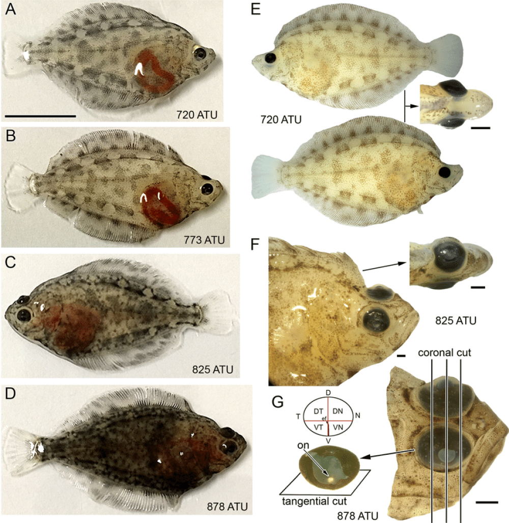 Developmental stages of Atlantic halibut examined illustrating eye migration Developmental stages of Atlantic halibut examined illustrating eye migration