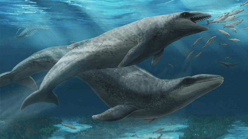 Janjucetus dullardi calf and mother