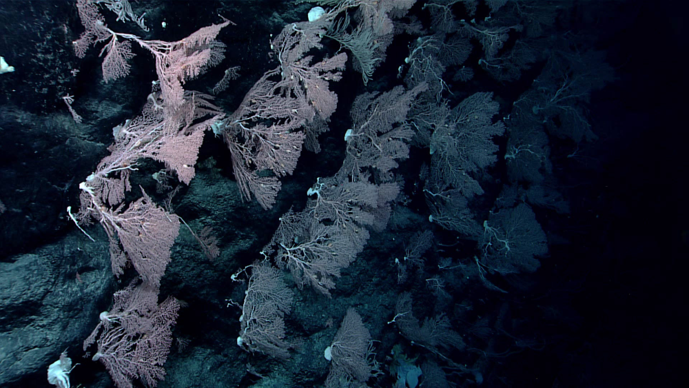 At a depth of 2,040 meters (6,693 feet), the team encountered a solitary dike that formed a vertical wall, the up-current side of which was home to numerous large Hemicorallium and Primnoid corals. At a depth of 2,040 meters (6,693 feet), the team encountered a solitary dike that formed a vertical wall, the up-current side of which was home to numerous large Hemicorallium and Primnoid corals.