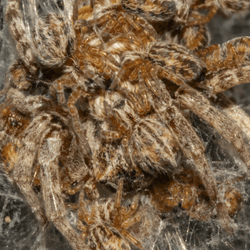 african social spider offspring eating their mother known as matriphagy