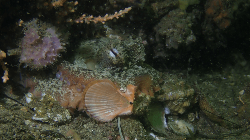 octlantis octopolis