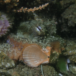 octlantis octopolis