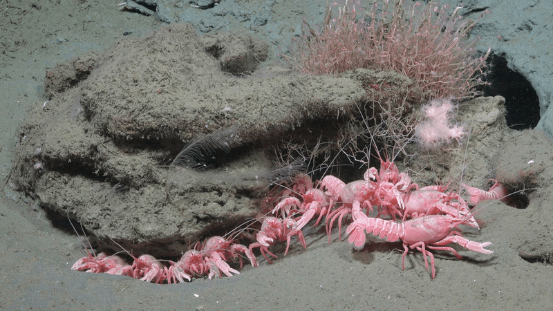 Patagonian lobsterette Thymops birsteini (unconfirmed) are crustaceans found on the continental shelf around South America, particularly in the Argentine Sea. 