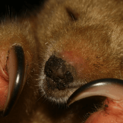 a silky anteater
