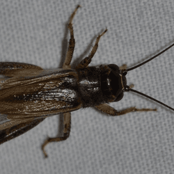 Large cricket with long antenna and clear wings.