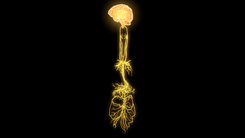 the brain and vagus nerve