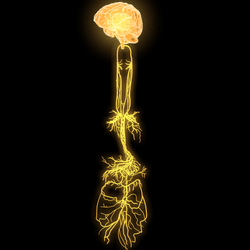 the brain and vagus nerve